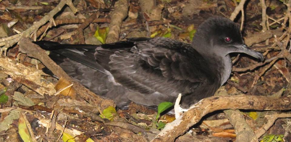 Sooty Shearwater West Coast Penguin Trust