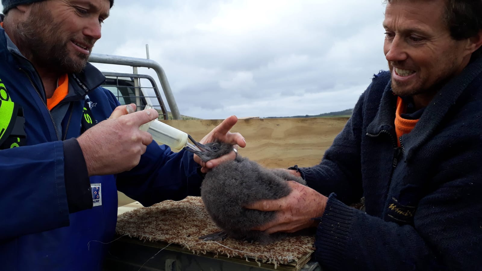 Sooty translocated feeding
