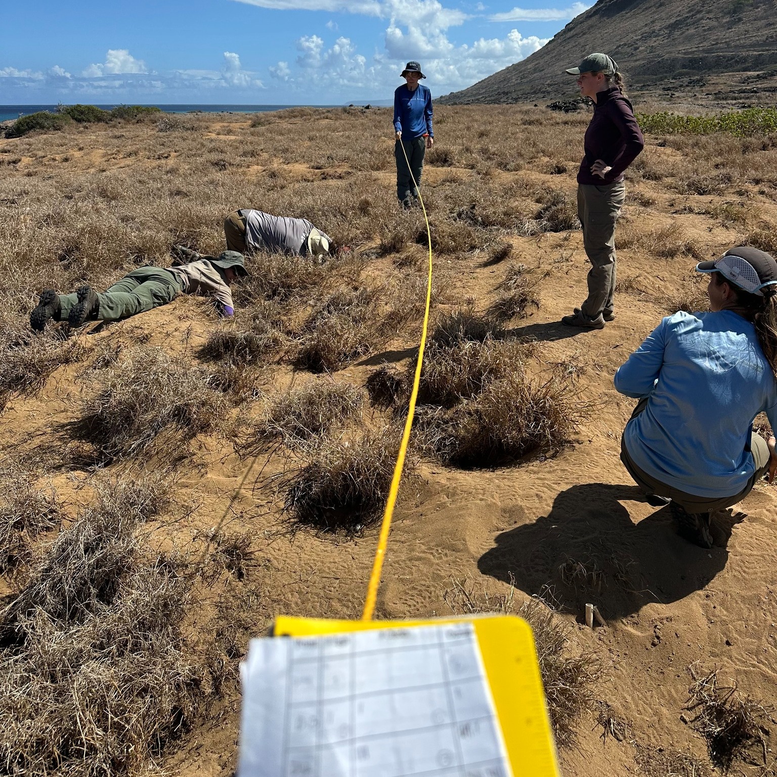 Kaena Point survey Wedgies 2025 1