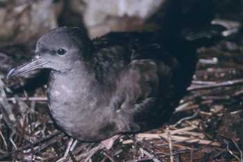 wedge tailed shearwater alan burger