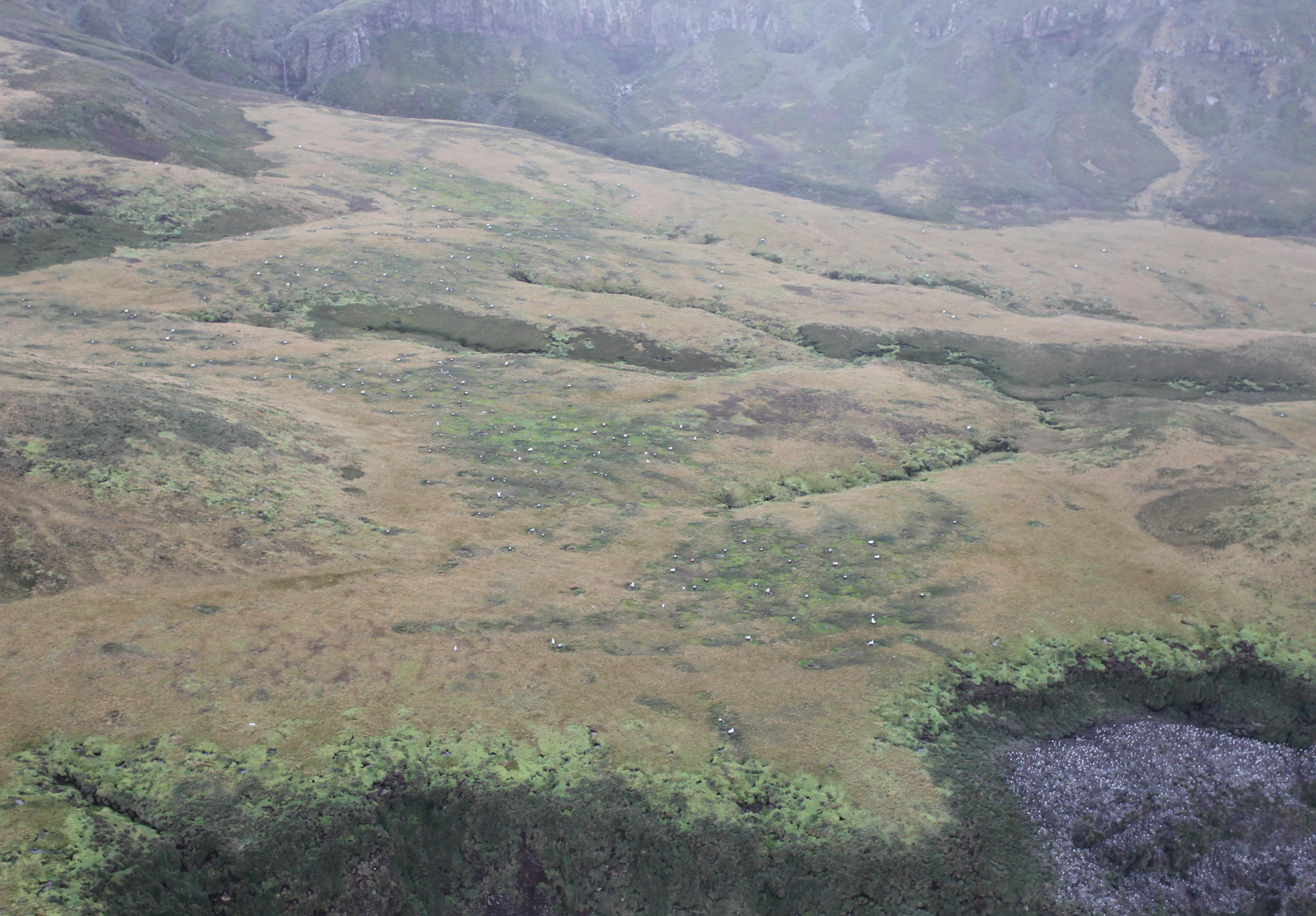Albatross Valley Peter Ryan
