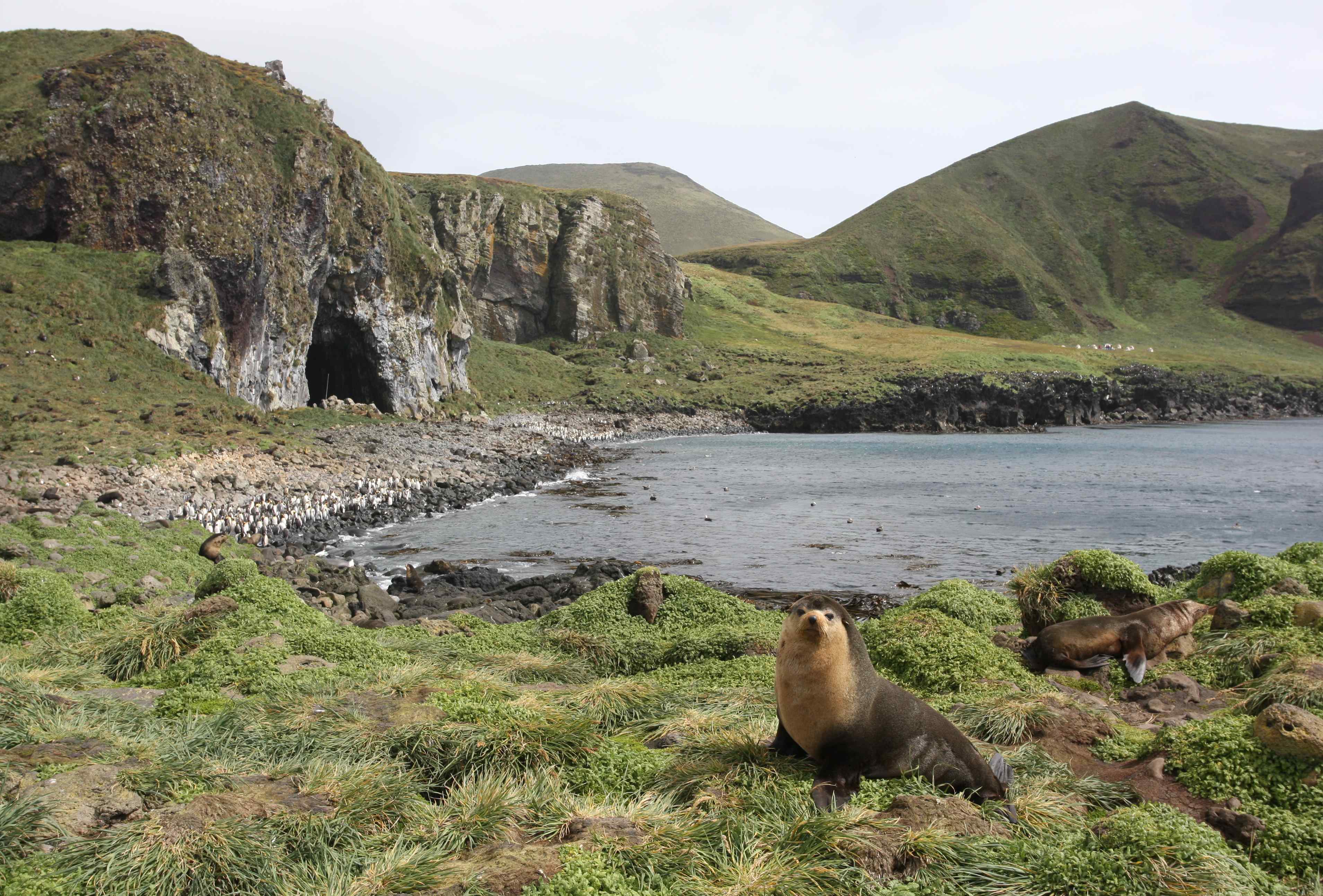 Cave Bay PE Peter Ryan