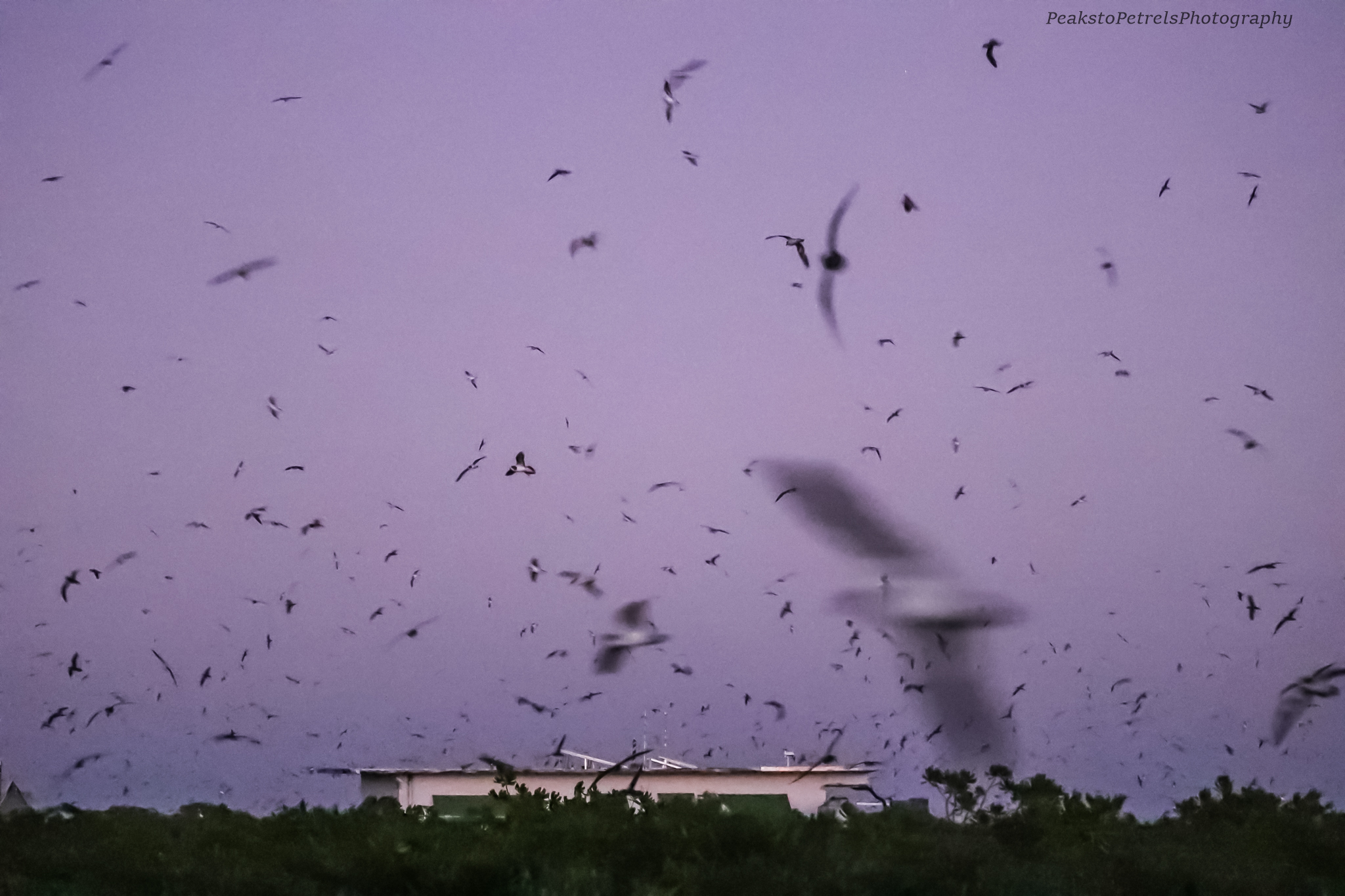 Isabelle Feb 2035 Missive Bonin Petrels at dusk