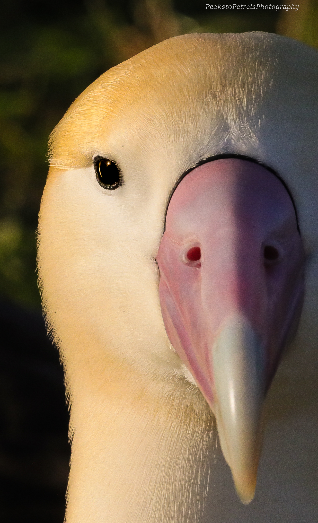 Isabelle Feb 2035 Missive Short tailed Albatross