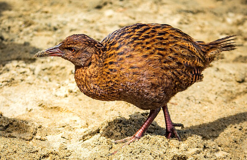 Stewart Island weka