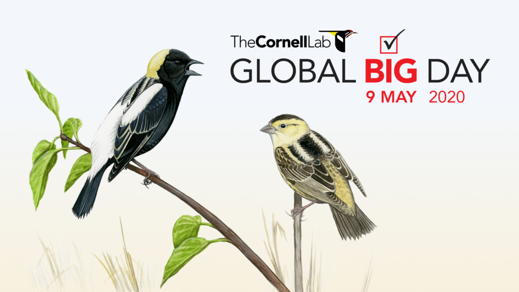 Global Big Bird Day