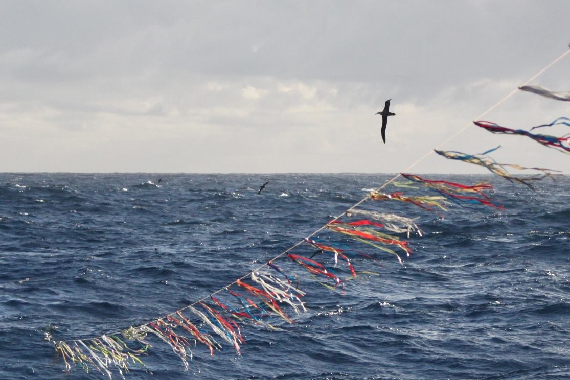 Bird scaring line.Projeto.Albatroz