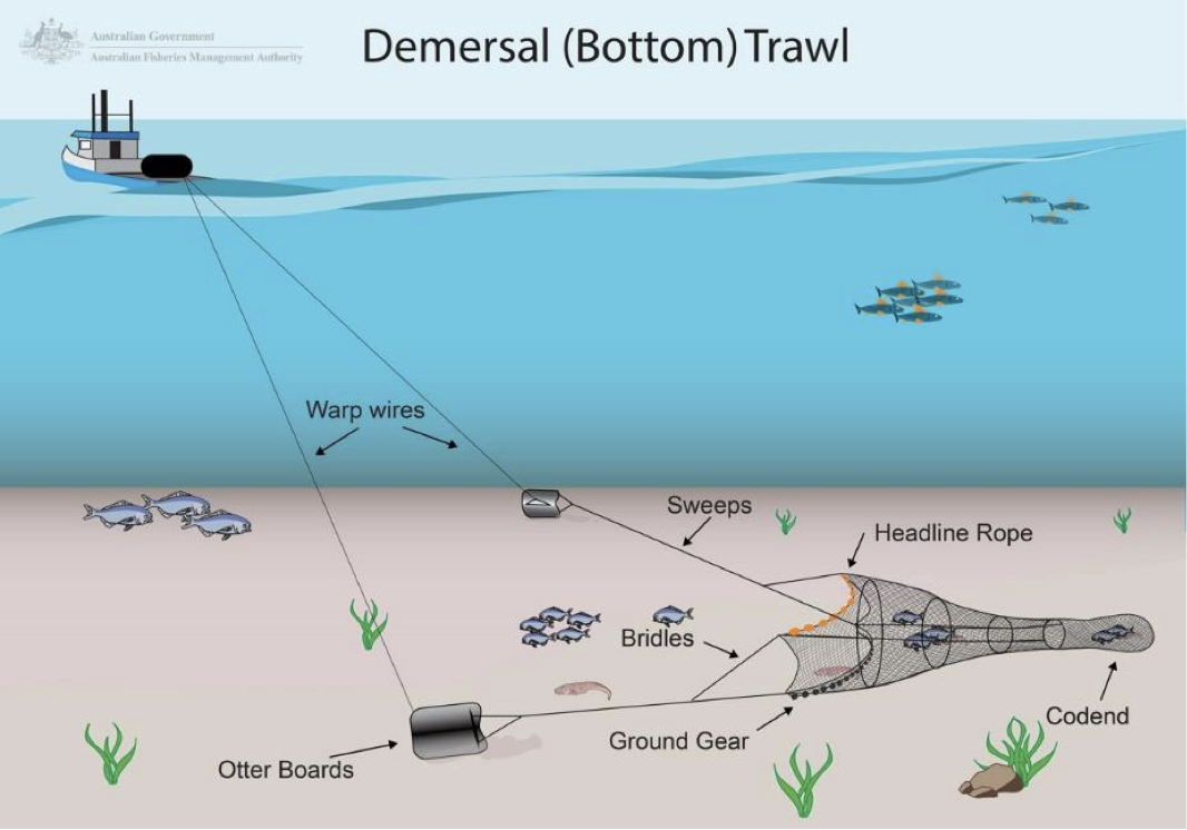 Diagram of bottom trawl gear Aus Gov