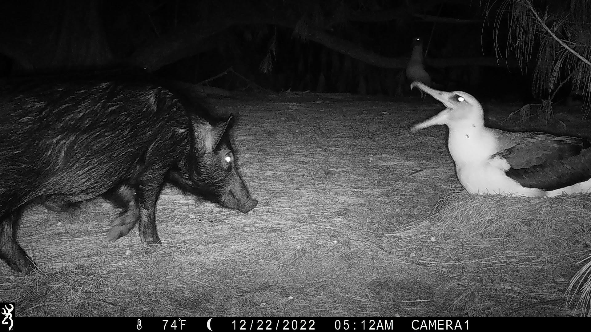 Pigs 1