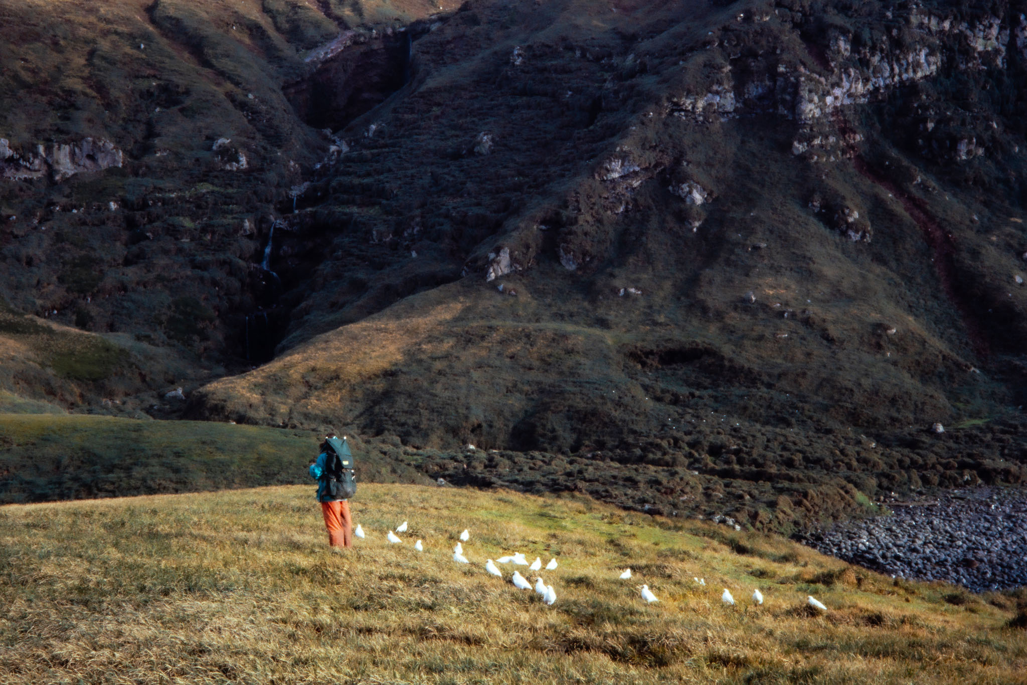 1163 MM13672 LH.James Gleeson with group of sheathbills Prince Edward Island S. Indian Ocean