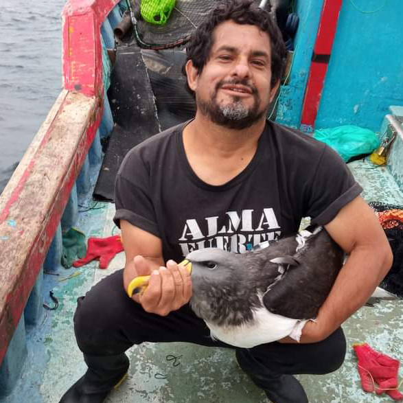 Javier Quinones Chatham Albatross off Peru