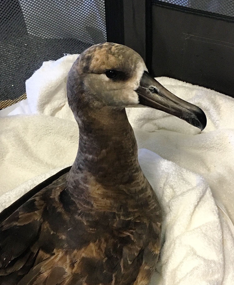 Linda Elliott Black footed Albatross