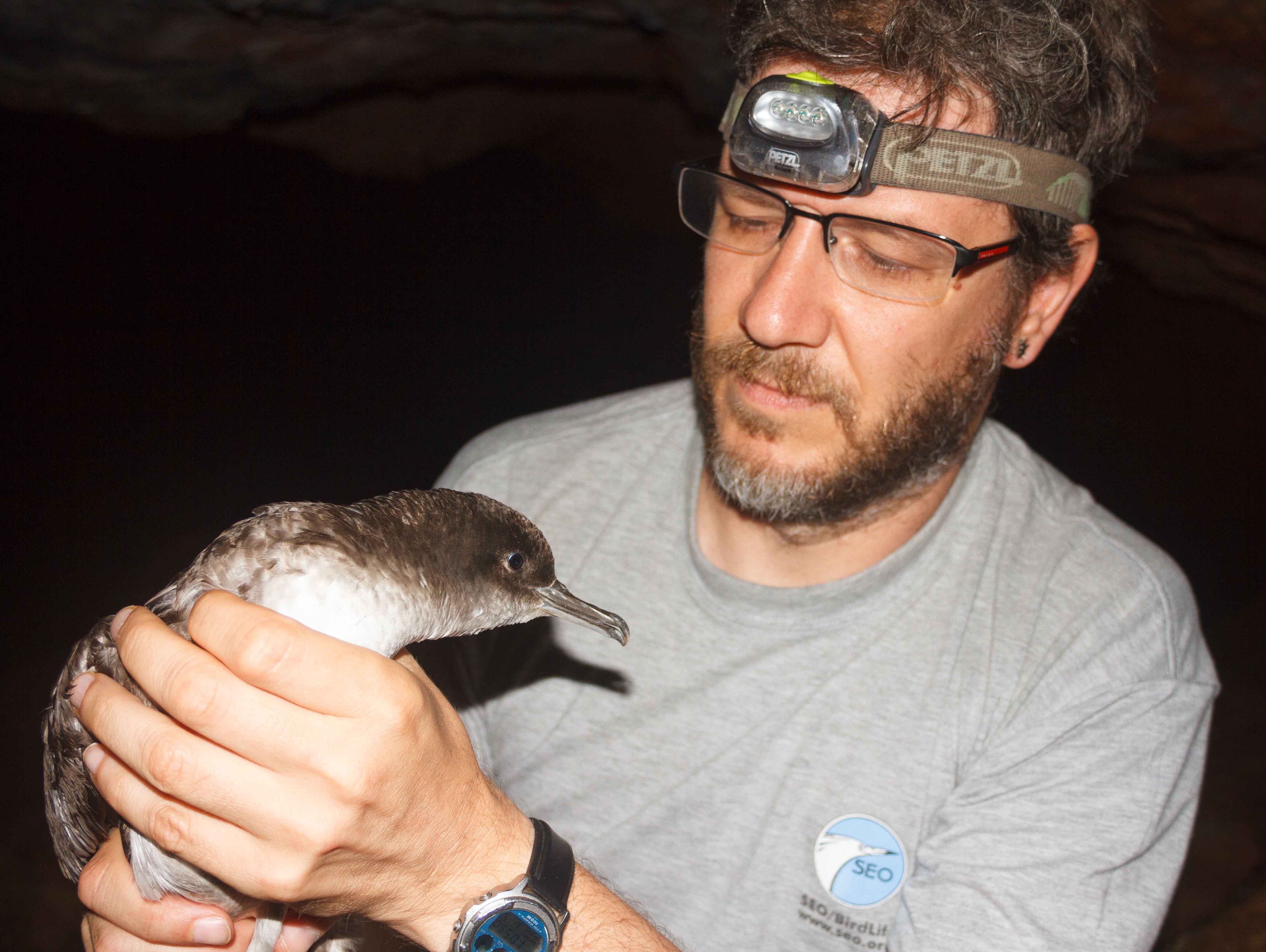 Pep Arcos Balearic Shearwater