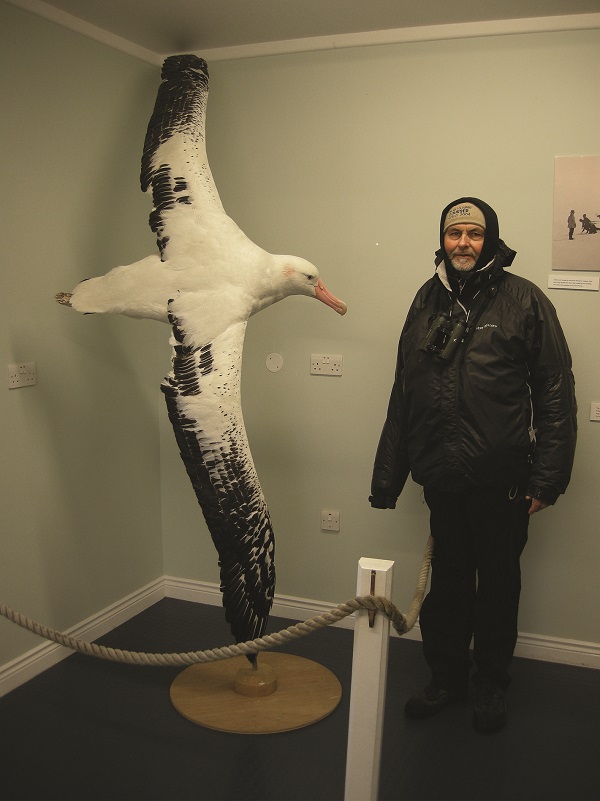 Robert Flood Wandering Albatross Grytviken shrunk