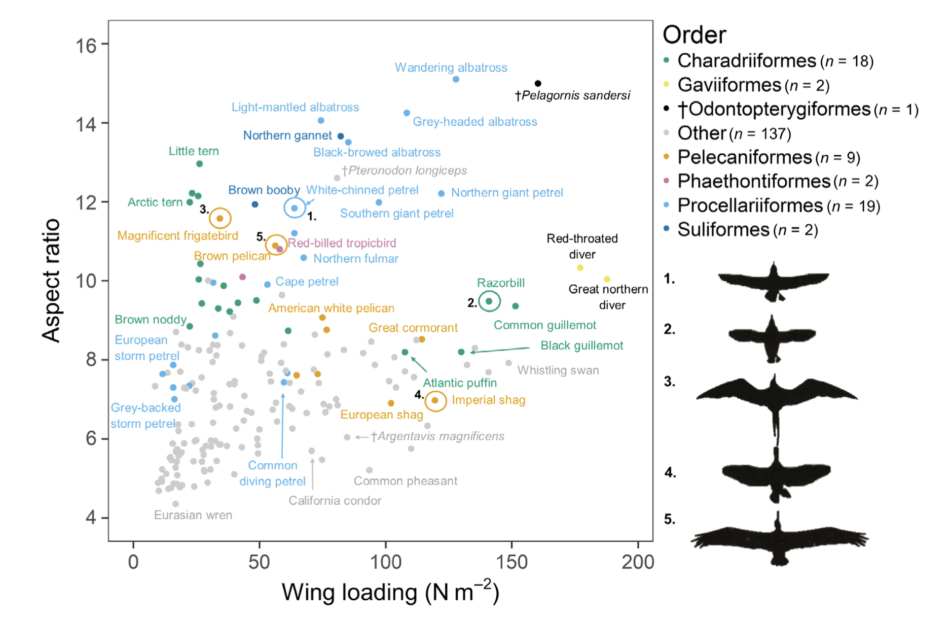 Fig 2 wind and seabirds paper Thorpe 2023
