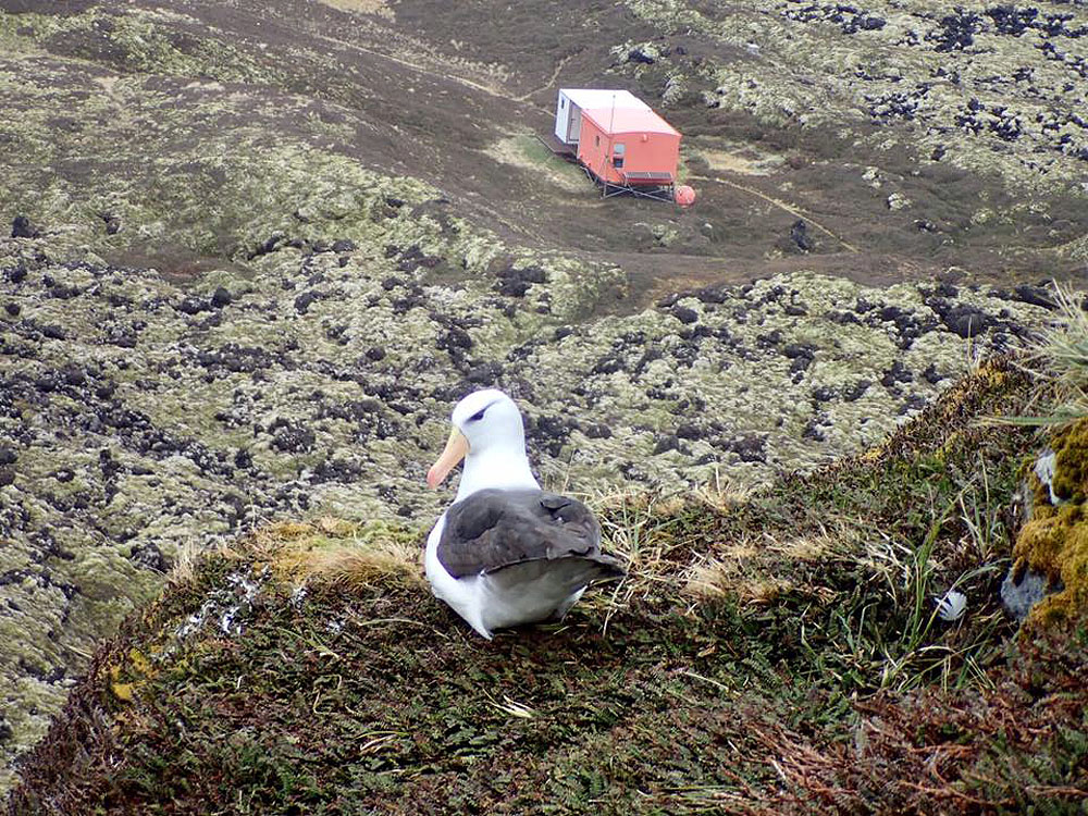 Grey Headed Albatross Hut Black browed Albatross Michelle Jones