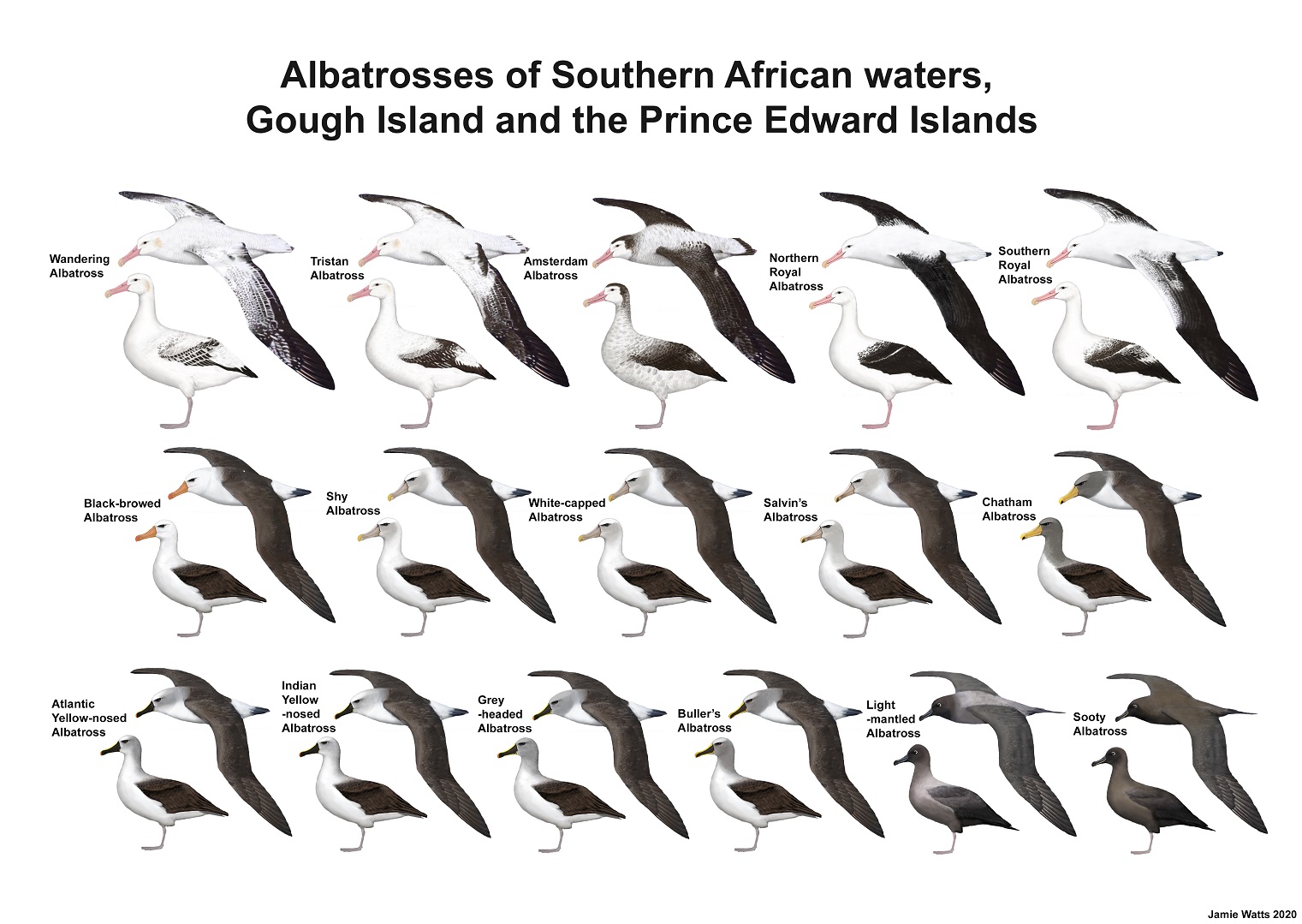 S African Albatrosses lo qual 2