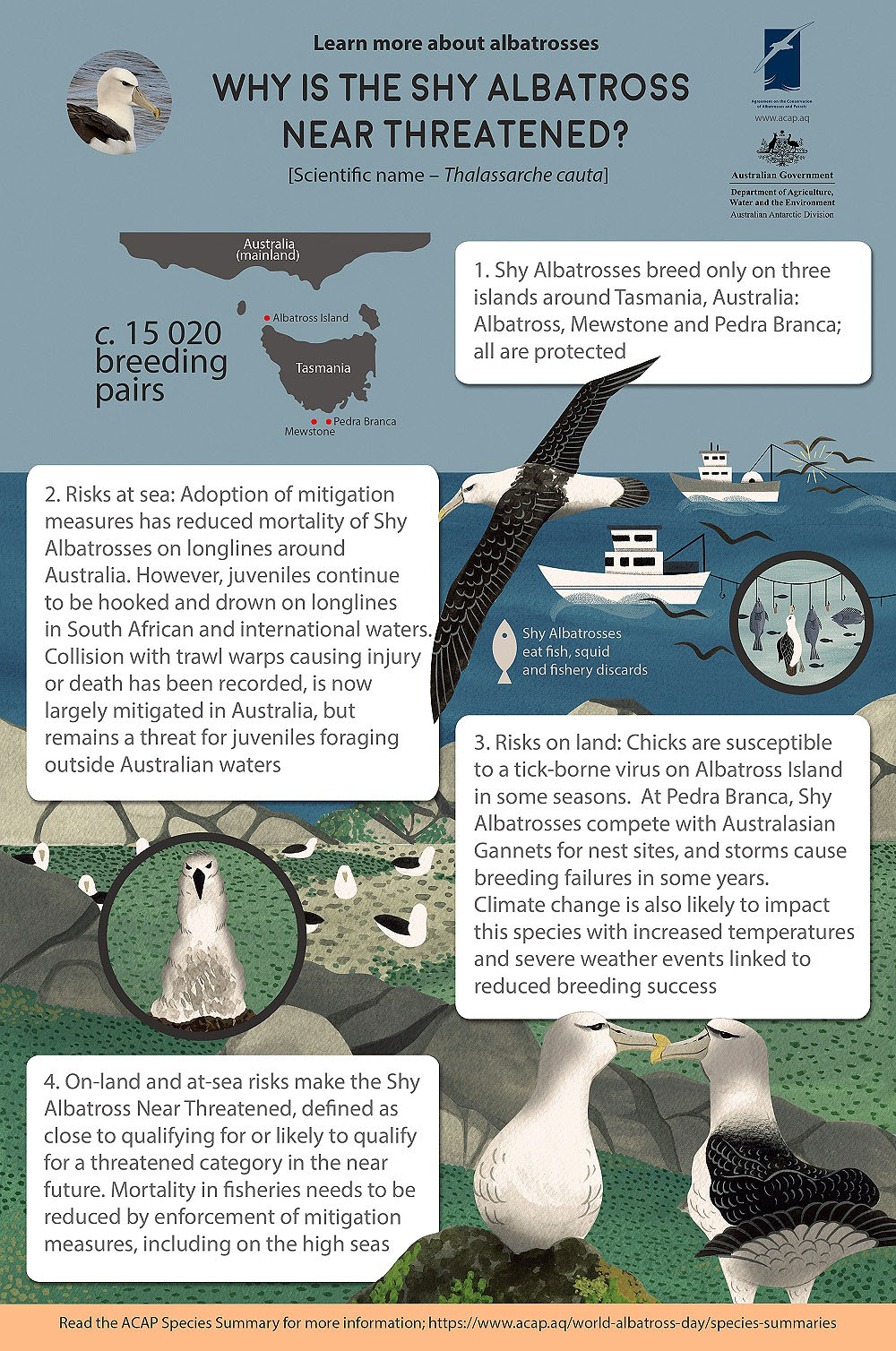 Shy Albatross Infographic CORRECTED shrunk