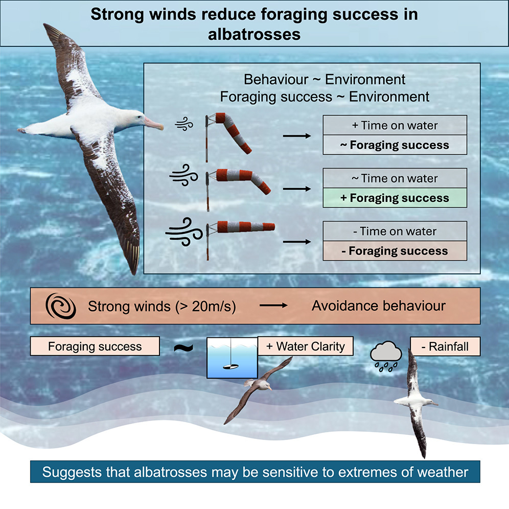 Strong winds reduce foraging success in albatrosses