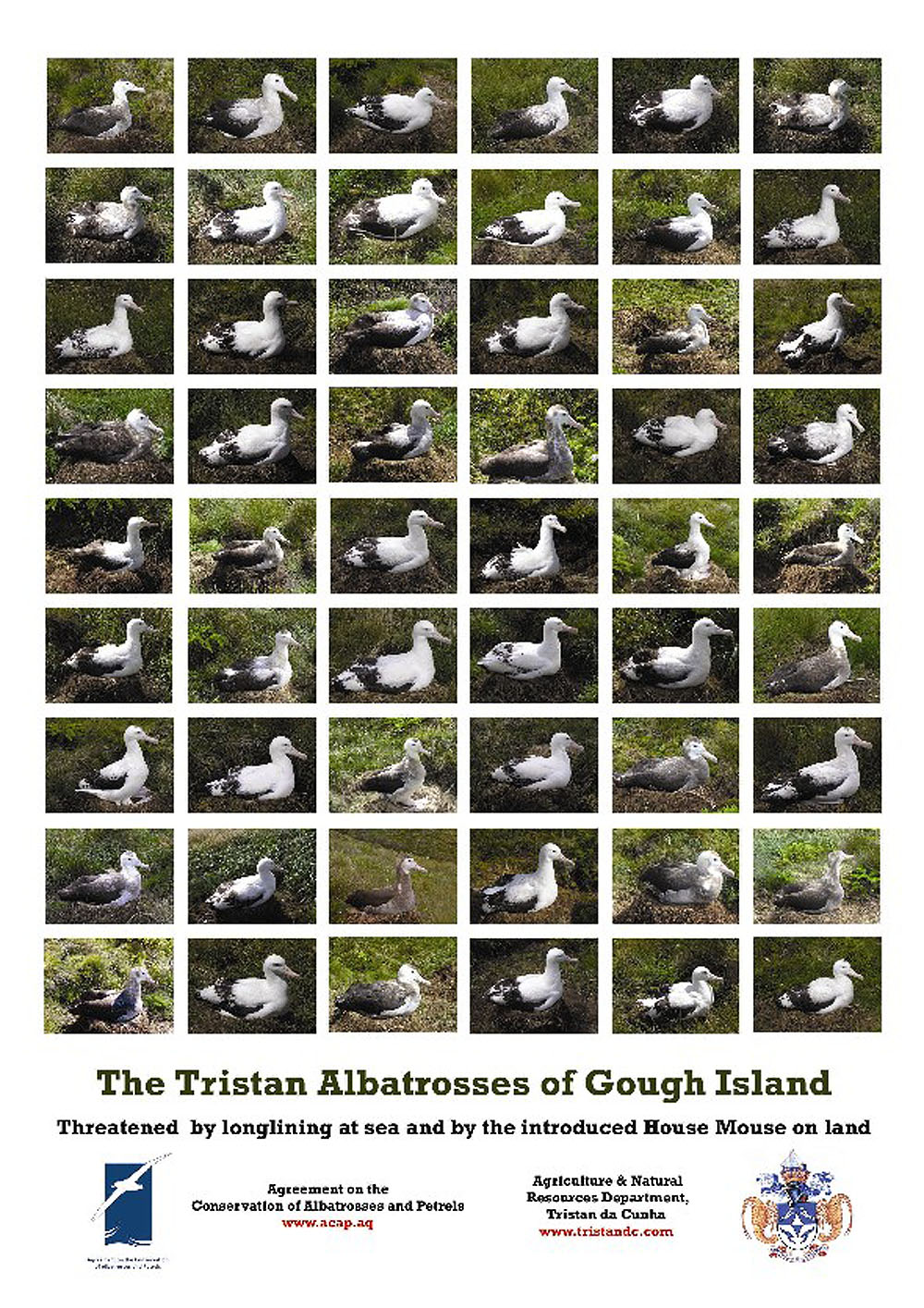 Tristan Albatross Poster by John Cooper
