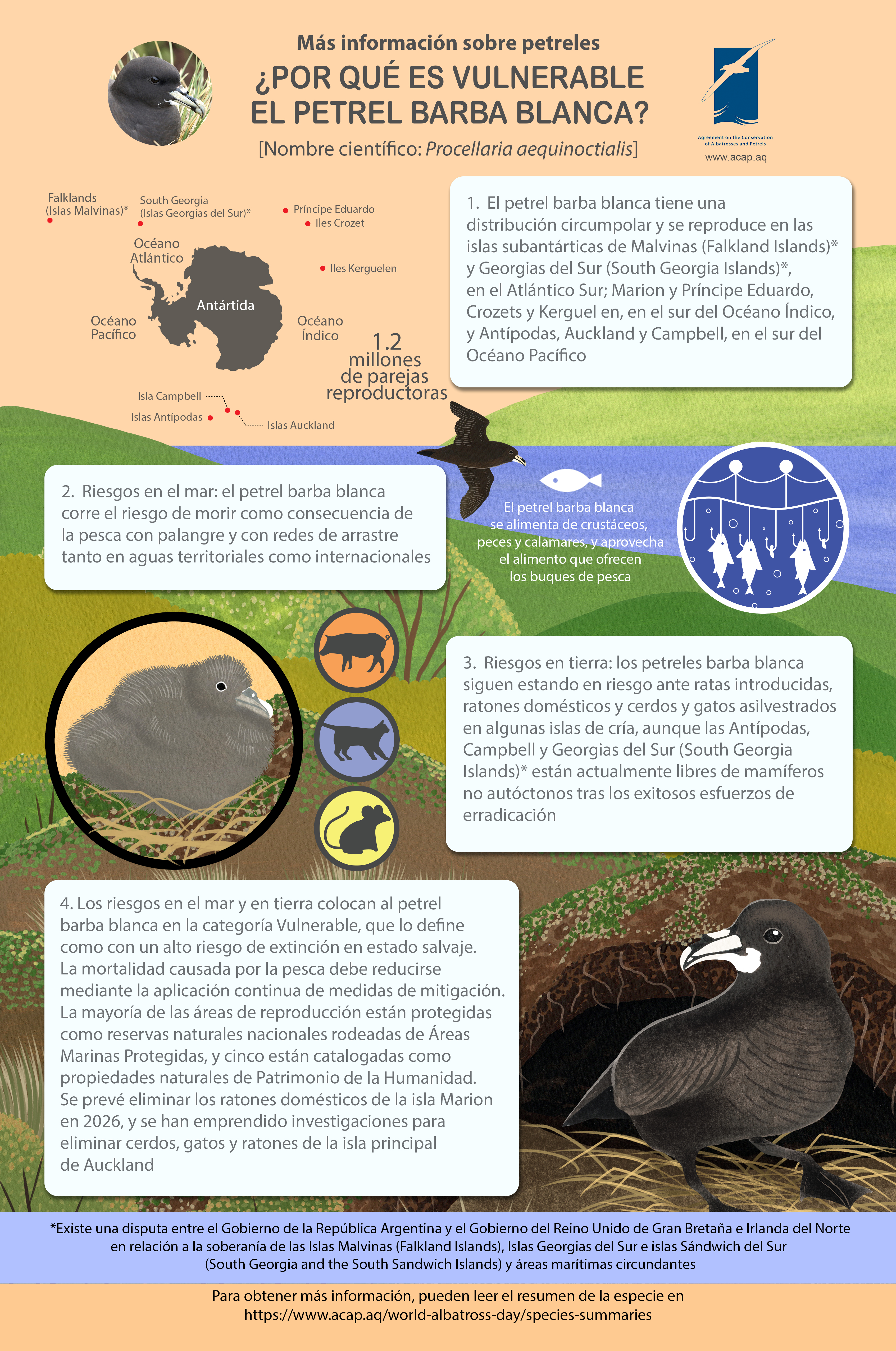 whitechinnedpetrel es mediumposter5mmbleed