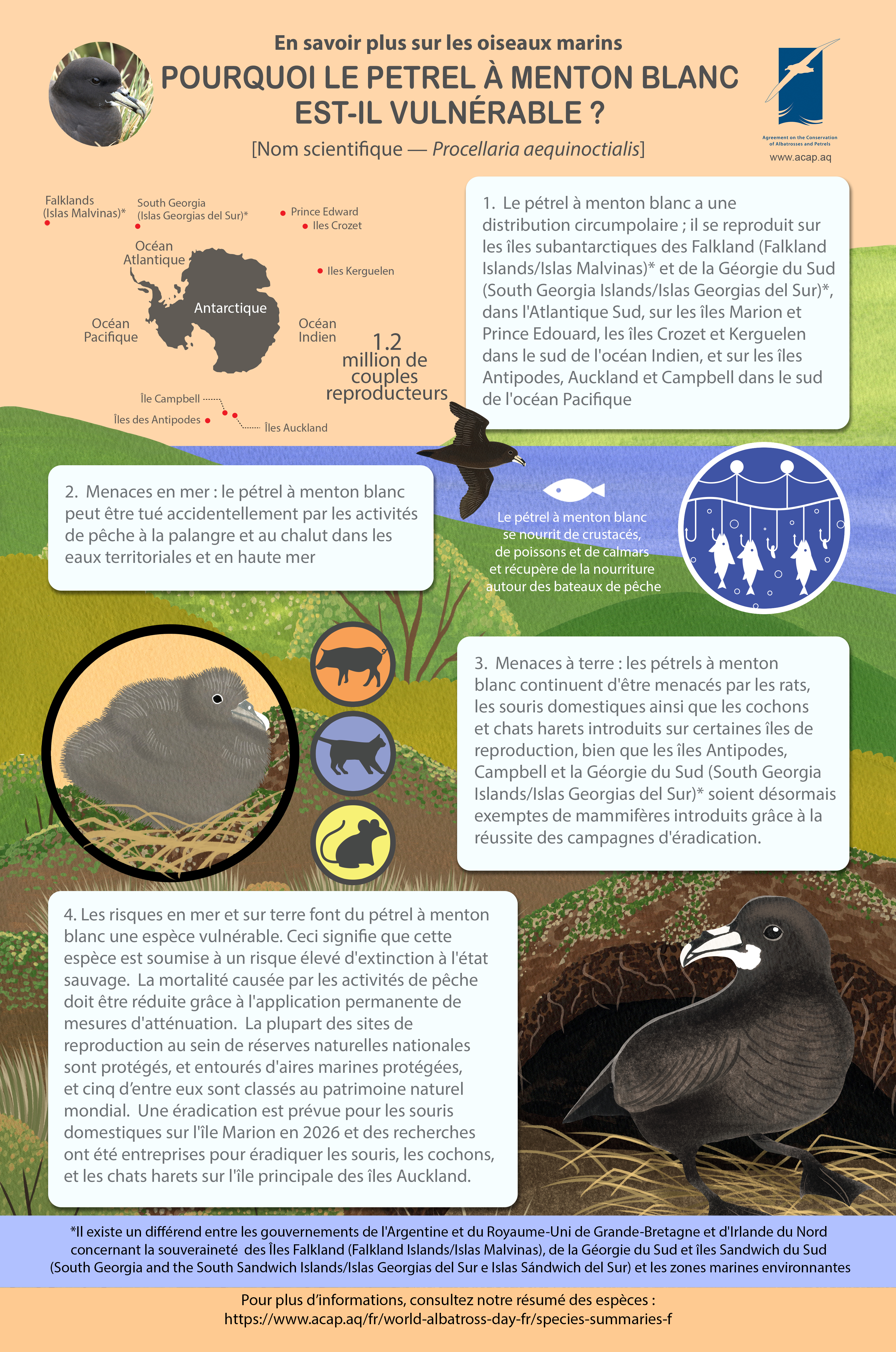 whitechinnedpetrel fr mediumposter5mmbleed