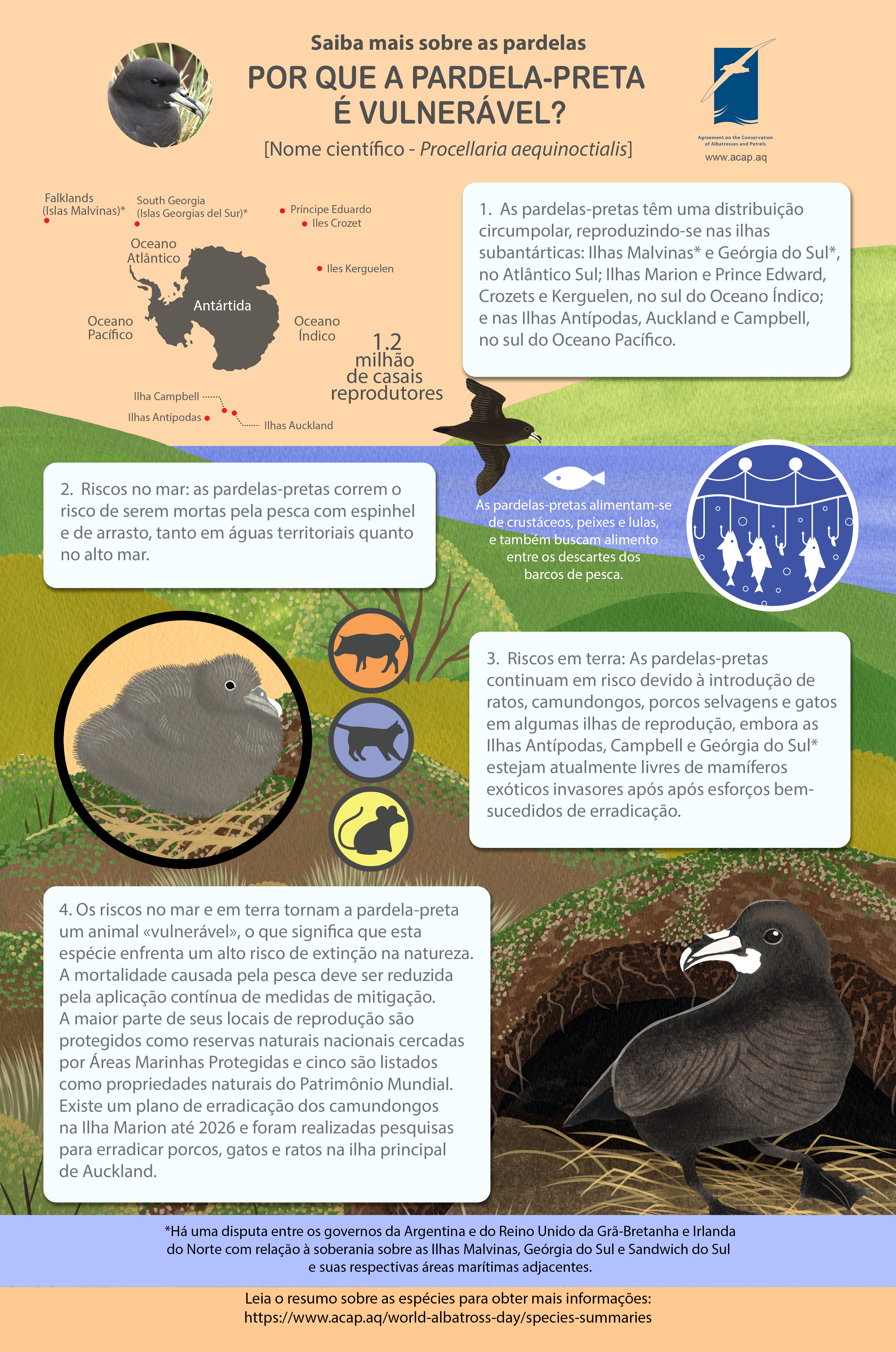 whitechinnedpetrel pt mediumposter5mmbleed