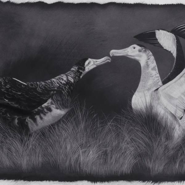 Hannah Shand’s “Welcome Home” raises NZ$12 000 for conservation of the Antipodean Albatross
