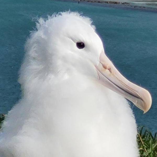Manaaki, this year’s Northern Royal Albatross Royal Cam chick, has fledged, leaving regurgitated plastic behind