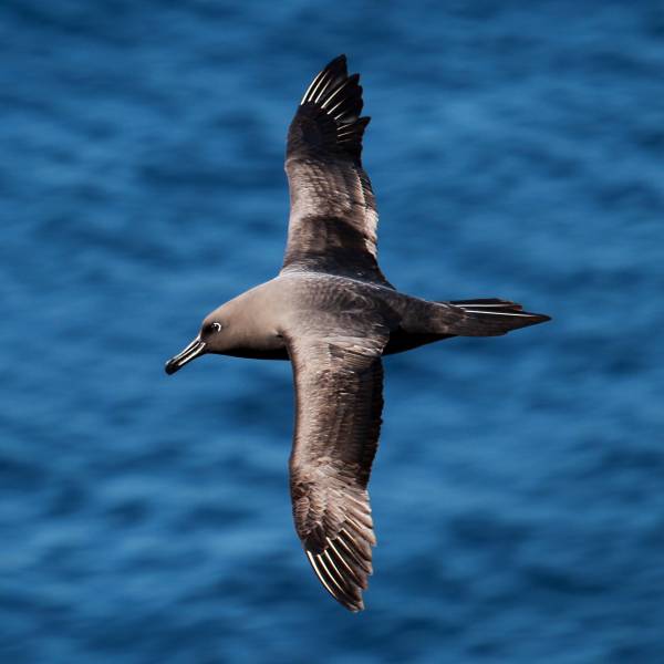 Assessing Sooty Albatrosses and White-chinned Petrel interactions with fisheries activities in the southern Indian Ocean