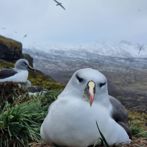 A first for Marion Island: a hybrid Black-browed/Grey-Headed Albatross incubates an egg