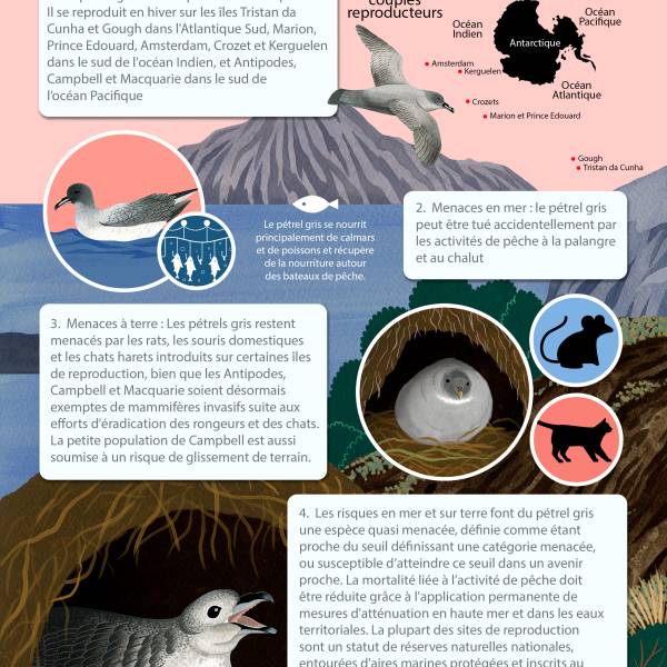 The ACAP Species Infographic for the Grey Petrel is now available in French and Spanish