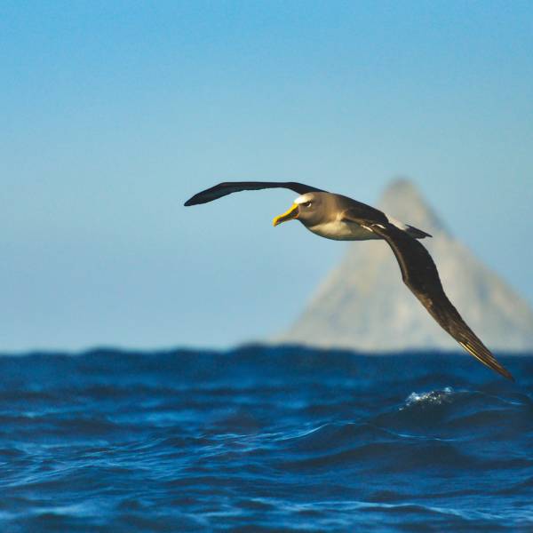 “Marine Protected Areas – Safeguarding our Oceans” to be the 2024 World Albatross Day theme