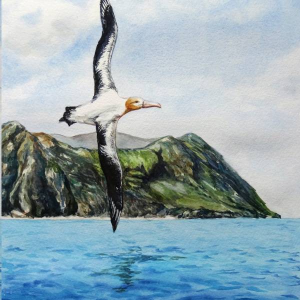 Flávia Barreto supports the conservation of the Short-tailed Albatross with her art for World Albatross Day 2024