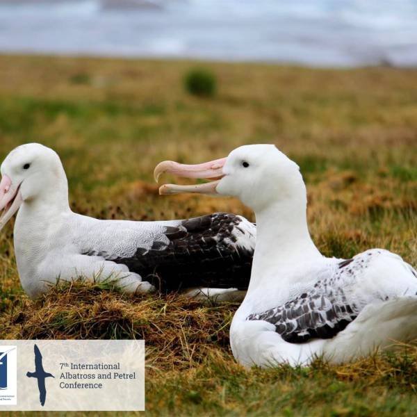 ACAP Secondment to support training for working with albatrosses and petrels during the on-going high pathogenicity H5N1 avian influenza outbreak 