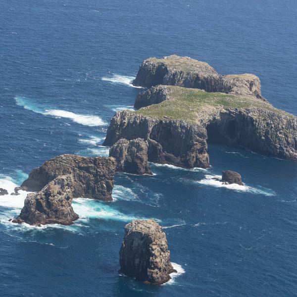 How many?  New aerial surveys of Northern Royal Albatrosses and Northern Giant Petrels in the Chatham Islands