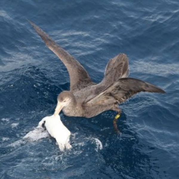 Are Southern Giant Petrels a “fearful scourge” to penguins?