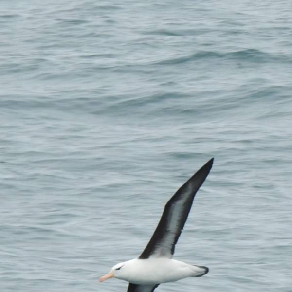 Far from home.  A Black-browed Albatross is spotted off Iceland