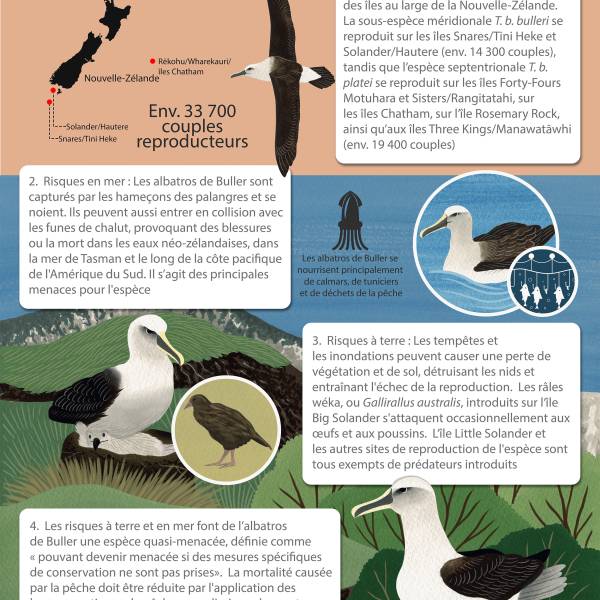 ACAP’s latest Species Infographic, for Buller’s Albatross, is now available in French and Spanish
