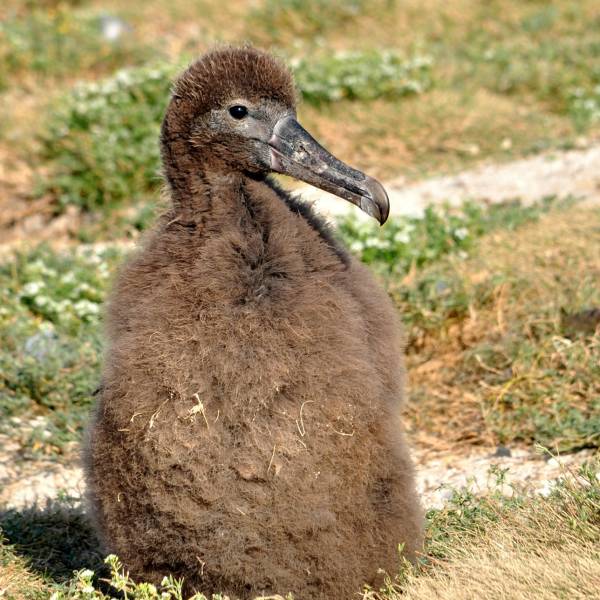 Short-tailed Albatrosses George and Geraldine have fledged their fifth chick on Midway Atoll
