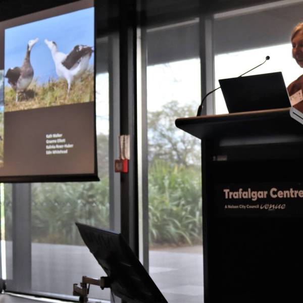 Should the Antipodean Albatross be two species?  Kath Walker and Imogen Foote give conference talks