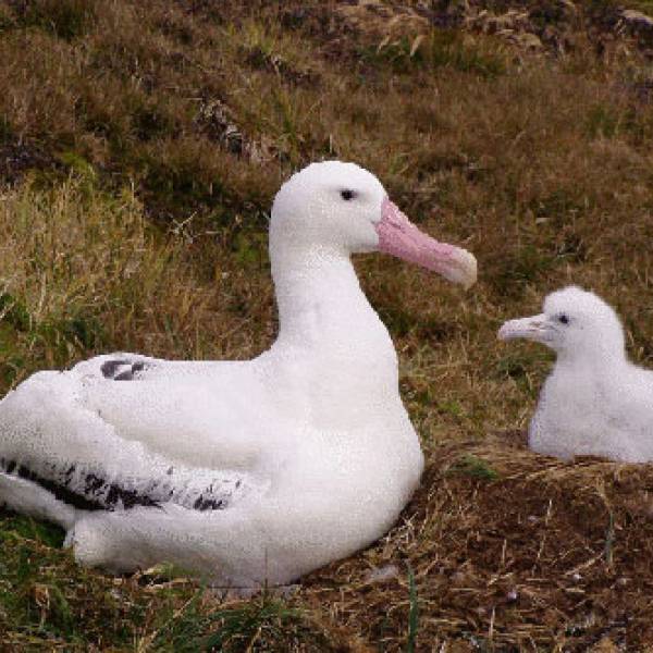 The ACAP MONTHLY MISSIVE: Is there (or should there be) such a thing as a “Snowy Albatross”?