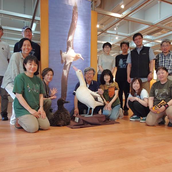 World Albatross Day celebrations around the world: Japan holds a three-week-long event