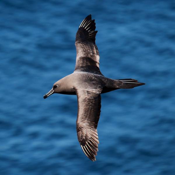 Study reveals impact of competition on foraging habitat preferences between Sooty and Light-mantled Albatrosses