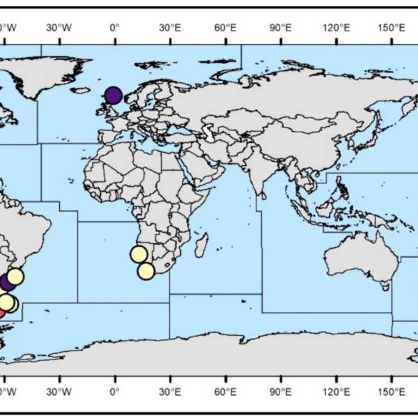 Incidental mortality of seabirds in trawl fisheries: a global review