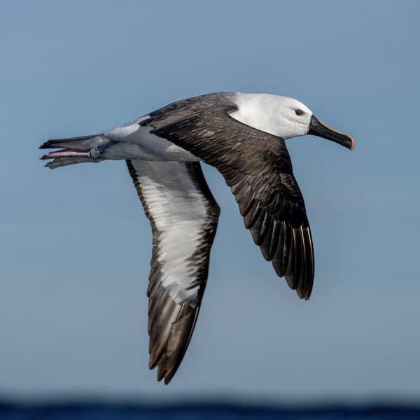 Amsterdam to Terrigal.  A banded Indian Yellow-nosed Albatross gets photographed in Australian waters