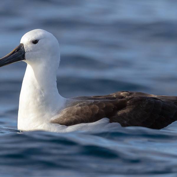 UPDATED: From Amsterdam Island to New Zealand, a young Indian Yellow-nosed Albatross is identified at sea