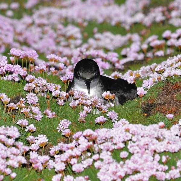 Organic and plastic pollution in Manx Shearwaters