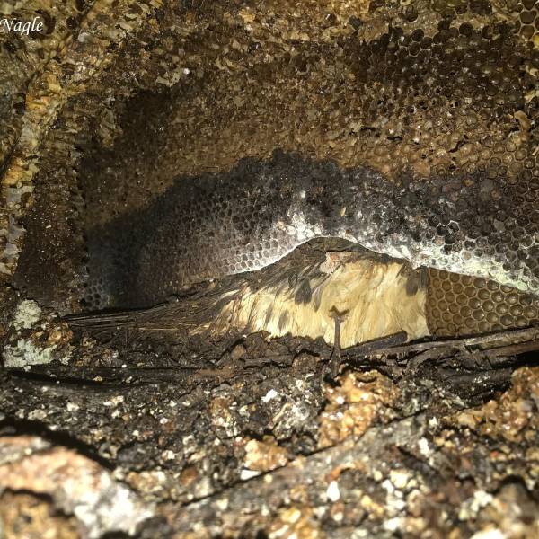 Honey bees are threatening Hawaiian Petrels and Newell’s Shearwaters by taking over their burrows