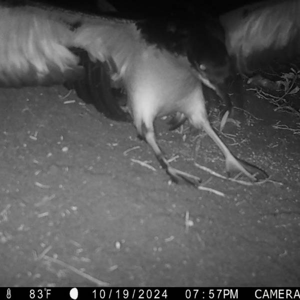 The Nihoku Ecosystem Restoration Project has another success as its first Newell’s Shearwater fledges